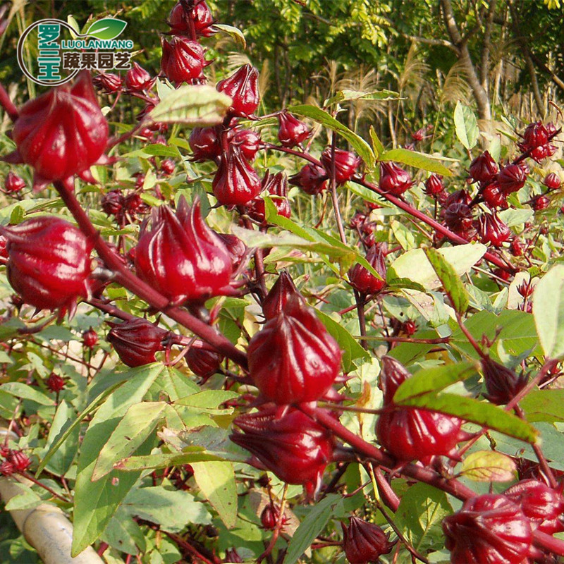 【洛神花种子】食神花种子玫瑰茄