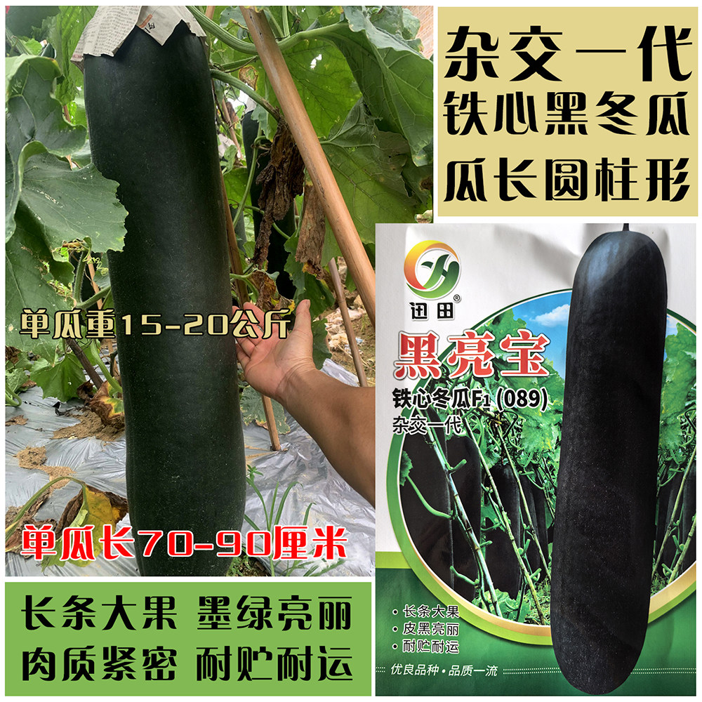 黑亮宝铁心冬瓜种子特大杂交黑皮冬瓜种籽农家大田基地春秋季播种