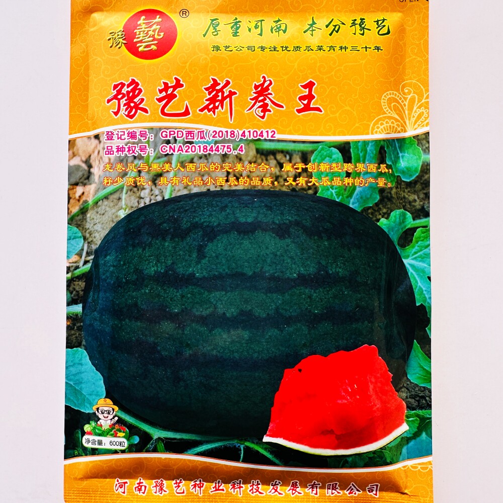 豫艺新拳王西瓜种子中早熟大果高产抗重茬黑绿皮西瓜种籽果肉大红