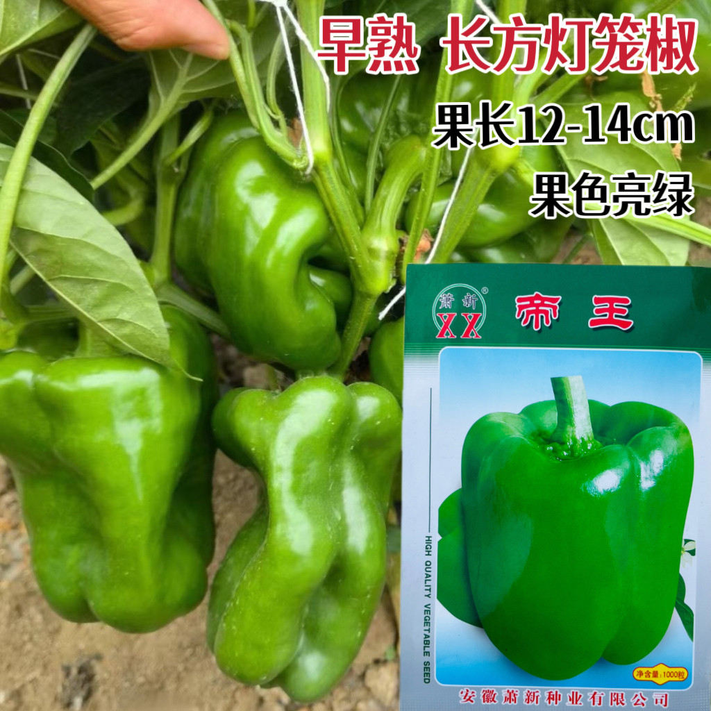 萧新帝王灯笼辣椒种籽甜椒种子大果春秋季播早熟高产优质蔬菜种孑