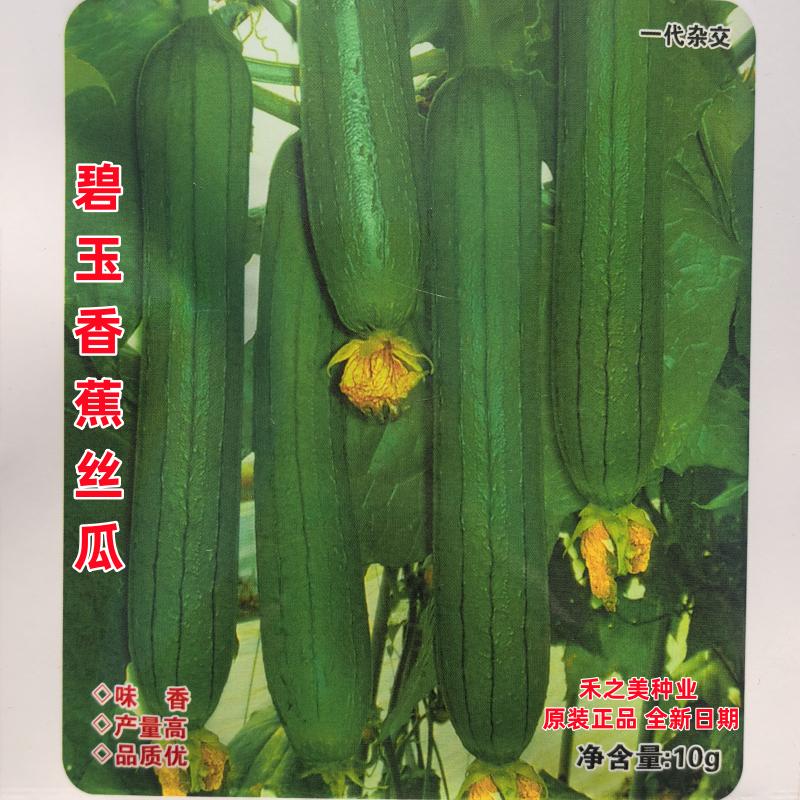 碧玉香蕉丝瓜种子高产白籽肉厚香味浓青香丝瓜种籽农家四季蔬菜种