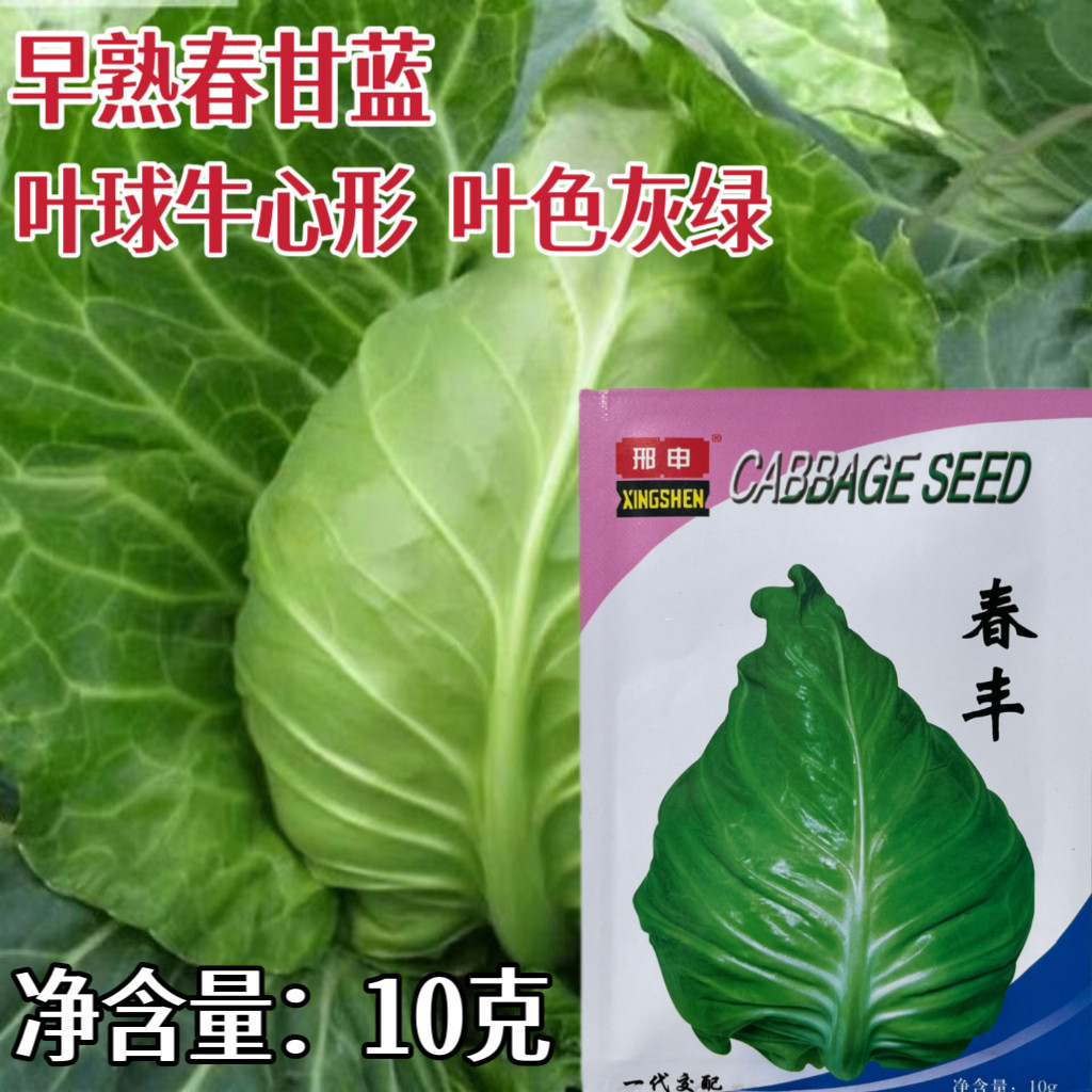 邢申春丰甘蓝种子早熟牛心甘蓝包菜卷心菜种籽农家春秋季播蔬菜孑