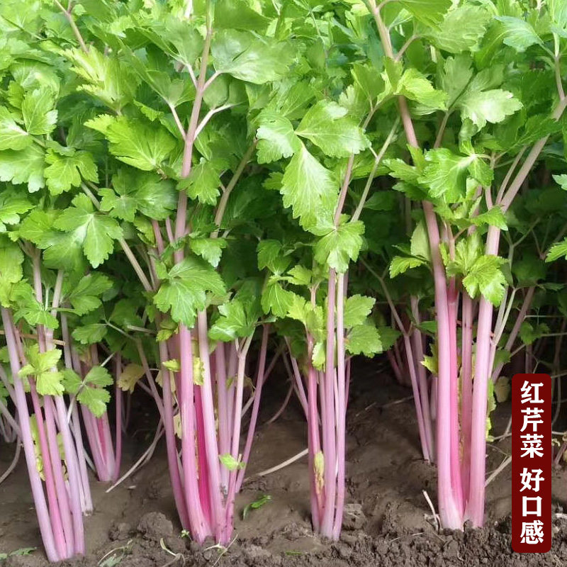 野生红芹菜种子脆嫩香味浓贵族芹菜彩芹花盆大田春季秋季四季播