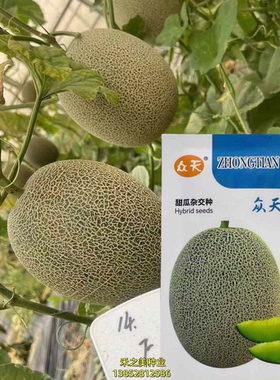 众天F175杂交甜瓜种子果皮深绿色网纹瓜哈密瓜种籽孑基地早熟耐裂