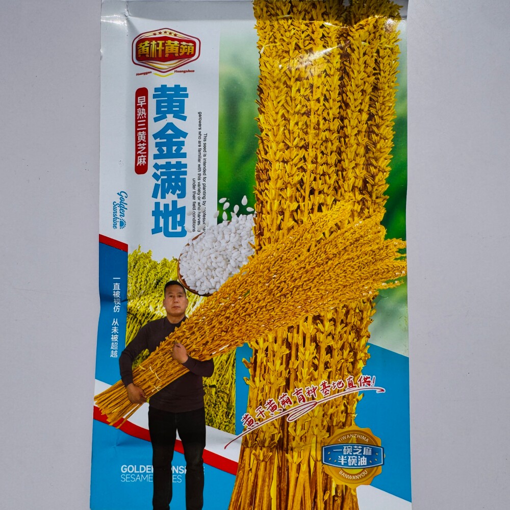 金阳光黄金满地中早熟三黄芝麻种子籽粒饱满单杆杂交芝麻种籽种孑