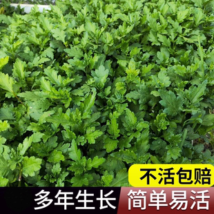 南京菊花脑种子菊花叶籽菊花涝蔬菜种孑多年生宿根多次采摘野菜