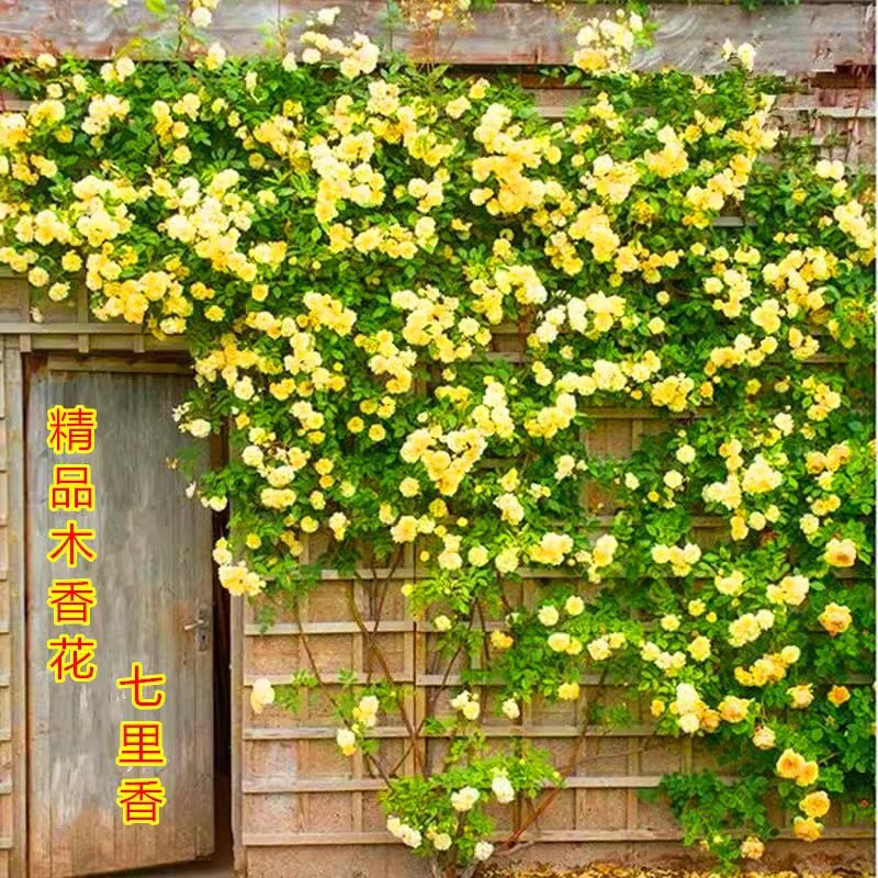 甜蜜红木香花苗浓香四季花卉七里香阳台爬藤蔷薇植物黄木香花盆栽图片