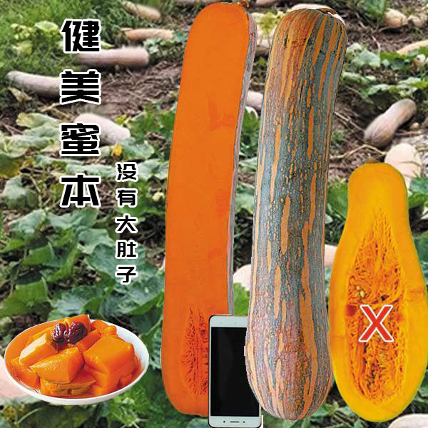 鼎牌健美蜜本南瓜种子种籽高产香甜大田种植特大南瓜种蔬菜种苗孑