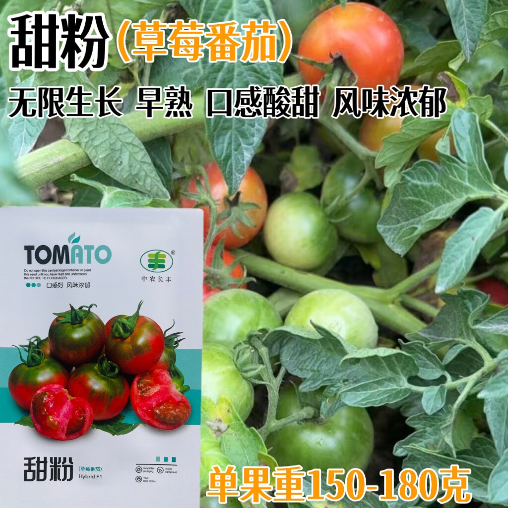 甜粉草莓番茄种子抗病早熟无限生长口感好西红柿种籽早春越冬播种