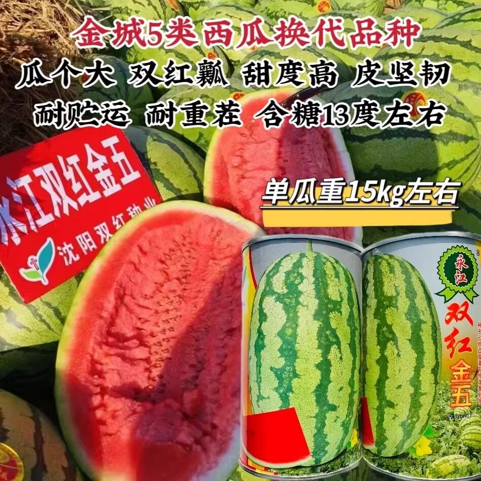 正品双红金五西瓜种子双红瓤大果型石头瓜种子耐旱耐重茬含糖量高