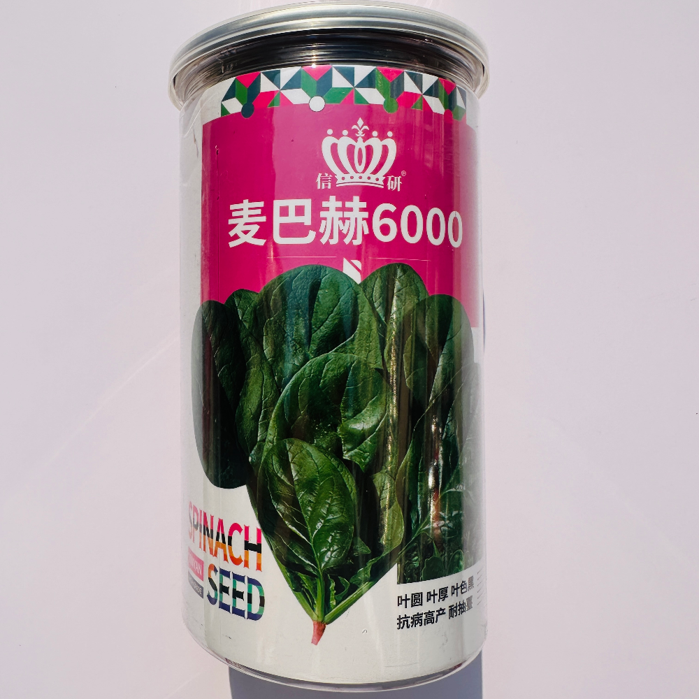 麦巴赫6000黑叶杂交菠菜种子抗病商品性好直立菠菜种籽春秋冬季播