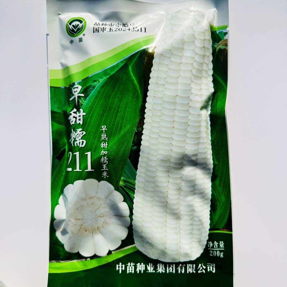 中苗早甜糯211甜加糯玉米种子早熟高产大棒鲜食白甜糯黏玉米种籽