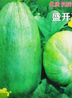 盛开花甜瓜种子超甜香瓜籽绿皮绿肉早熟高产春秋四季蔬菜种孑大全