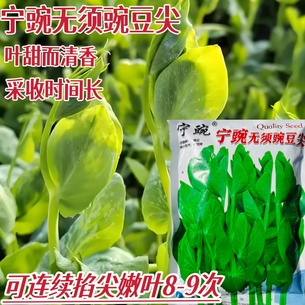 宁豌无须豌豆尖种籽豌豆苗芽苗菜种籽清香纤维少高产耐寒蔬菜种孑