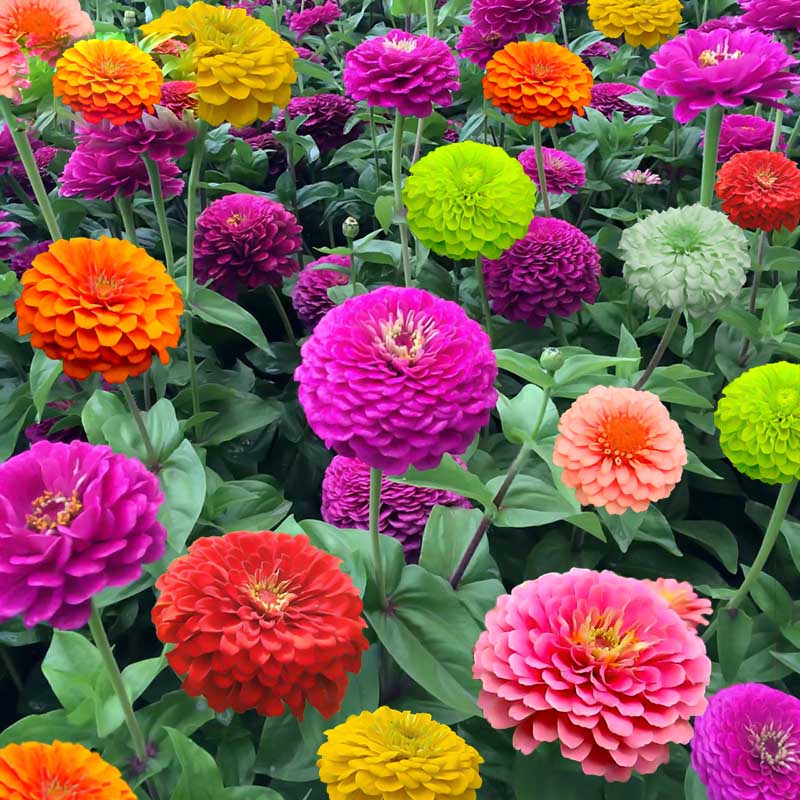 花苗百日草子花籽庭院花卉春播花草