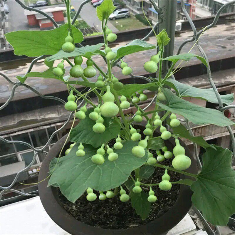 【盆栽手捻葫芦种子】花卉盆栽易活四季阳台树文玩小亚腰葫芦籽种