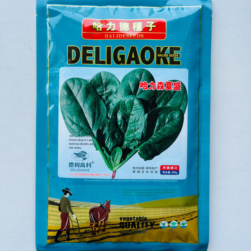 哈力森夏盛菠菜种子抗病耐热中熟圆叶菠菜种籽大田基地春夏秋季播