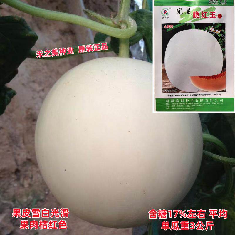 完美脆红玉甜瓜种子早熟大果型糖度高香甜瓜种籽超甜白脆香瓜种孑