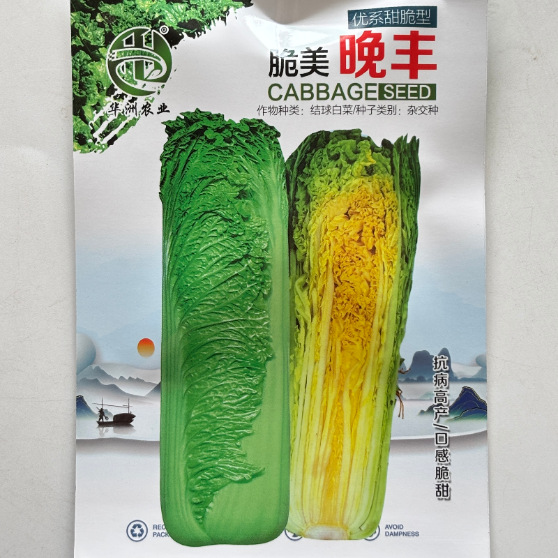 脆美晚丰青麻叶大白菜种子黄心甜脆好吃绍菜种籽农家秋季播蔬菜孑