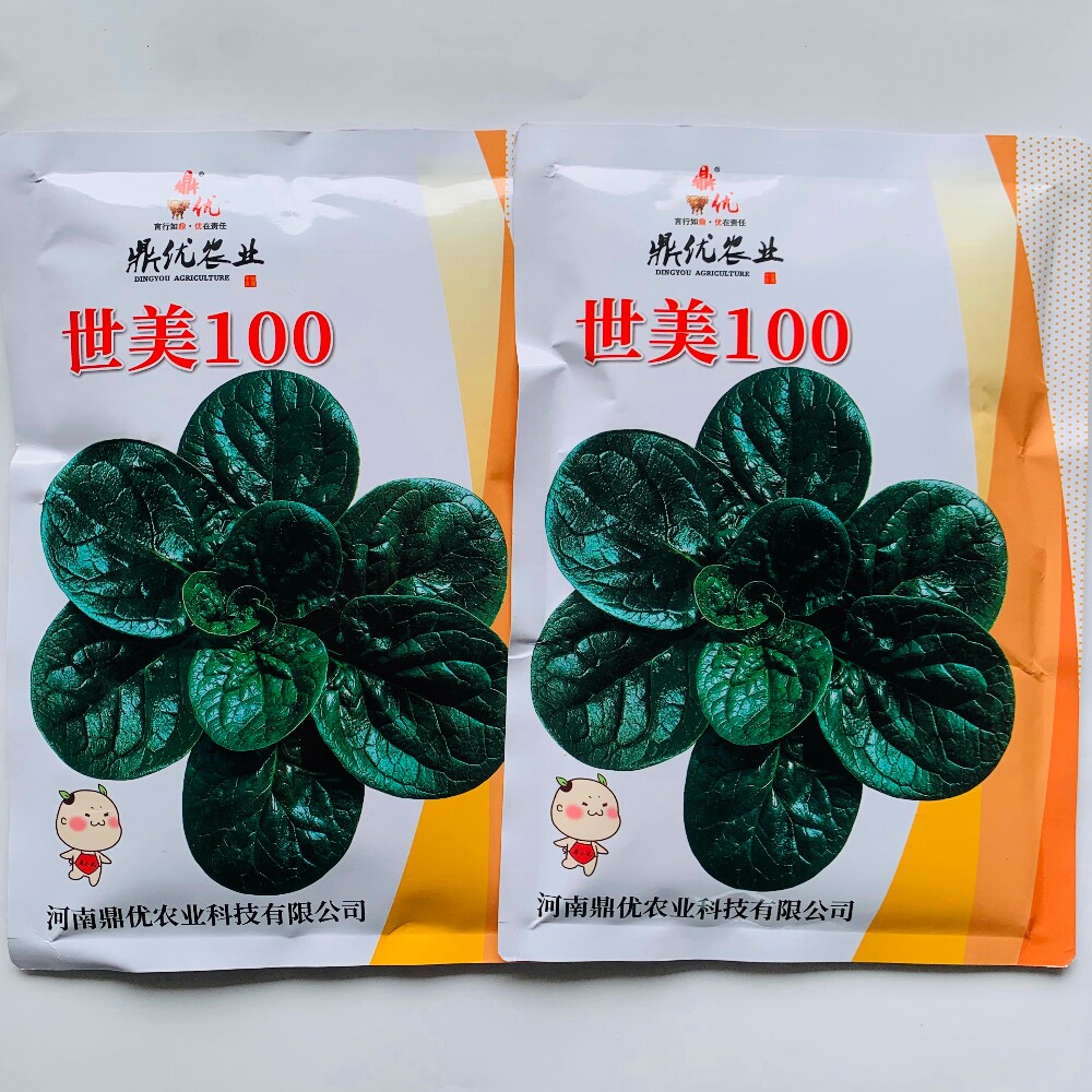 世美100趴地菠菜种子黑亮圆叶杂交菠菜种籽大田基地春秋冬季播种