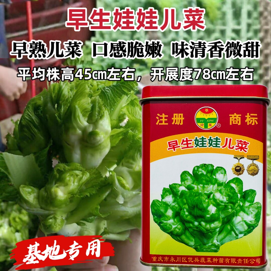 早生娃娃儿菜种子早熟四季菜种抱儿菜芥菜种籽农家大田基地秋季播
