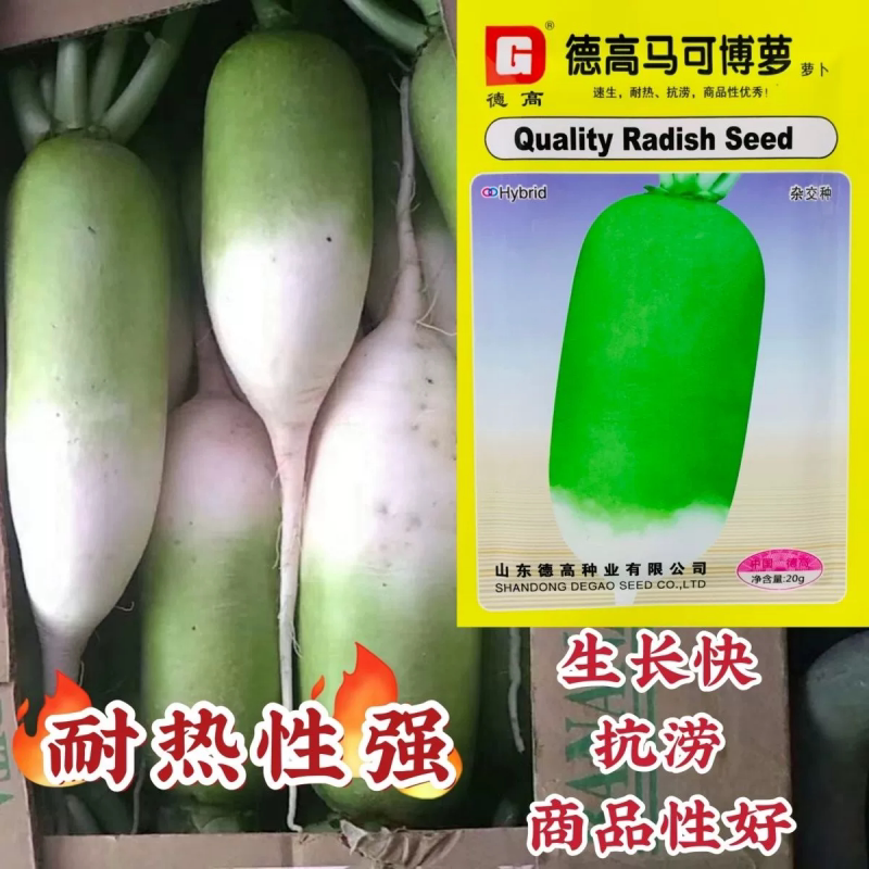 德高萝卜种子马可博萝耐热萝卜种子抗涝速生青头萝卜种子夏秋罗卜