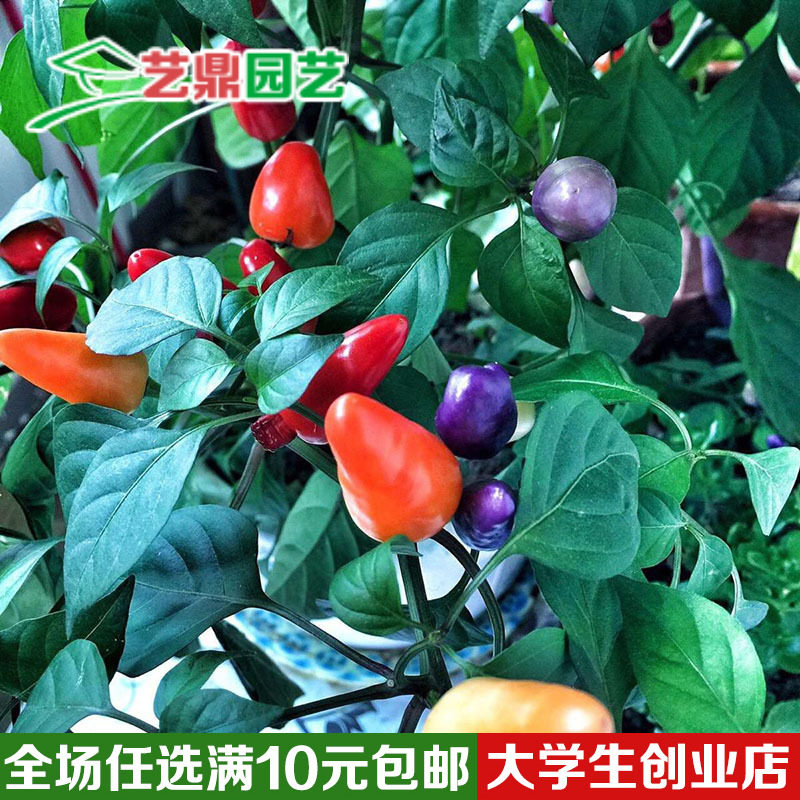 新品观赏椒 迷你椒 食用小辣椒 观赏性佳 阳台种菜蔬菜种子辣椒籽