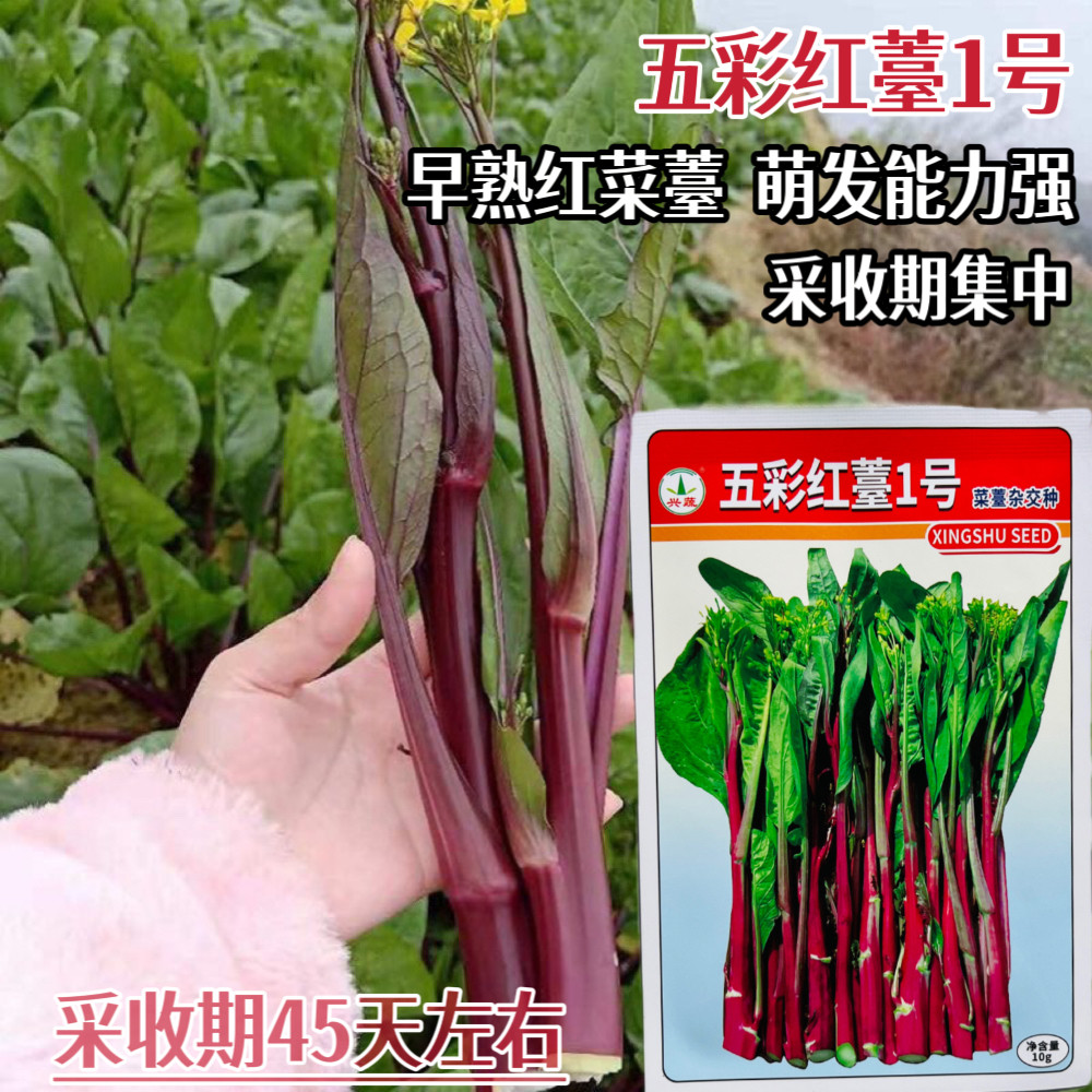兴蔬五彩红苔1号菜苔种子早熟高产杂交红菜苔种籽孑农家春秋季播