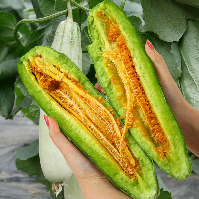 羊角蜜瓜酥甜瓜种子种籽苗蔬菜孑秧脆高产香瓜四季大全玉菇密秧苗