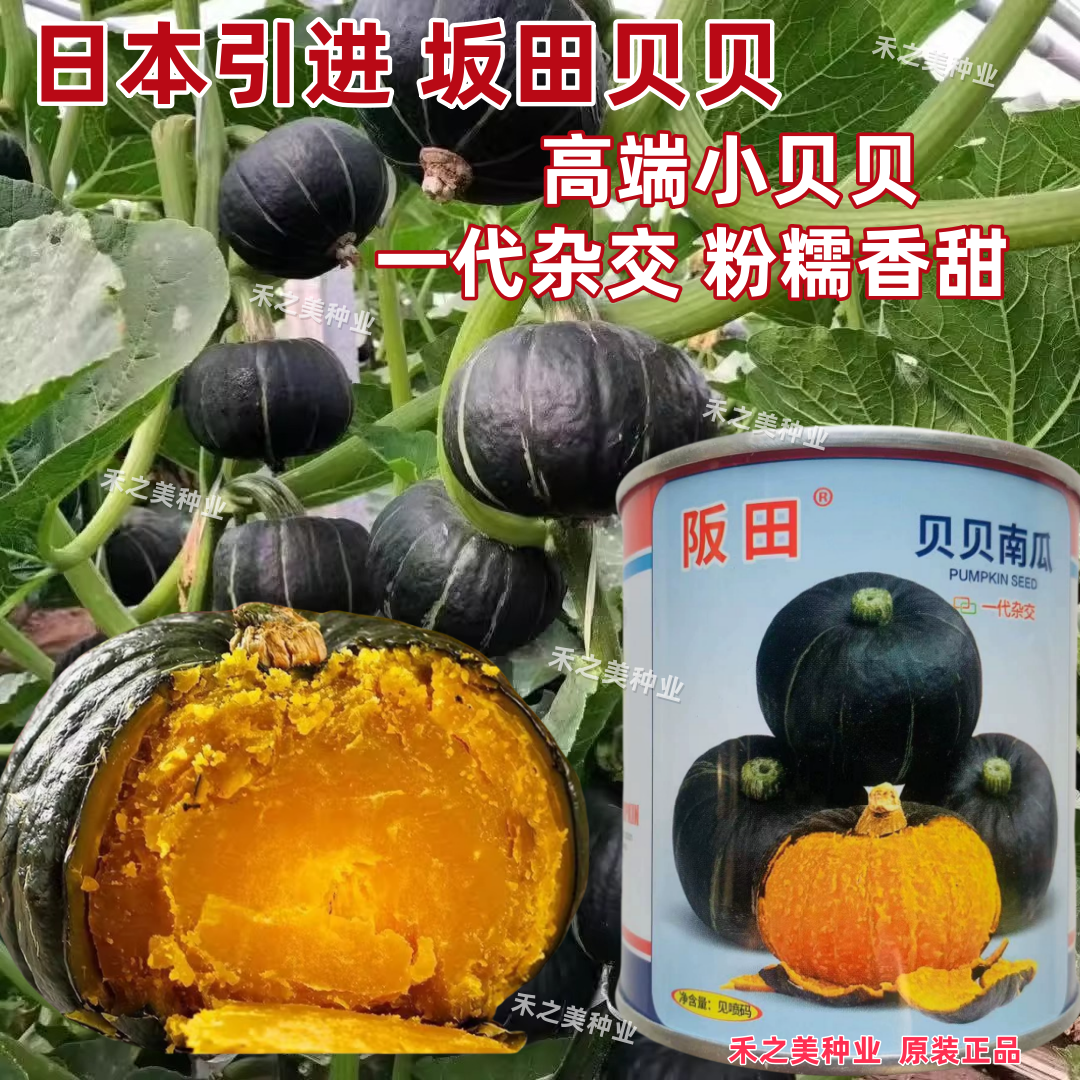 坂田贝贝南瓜种子粉糯香甜口感好高产抗病品质超群迷你小南瓜种籽