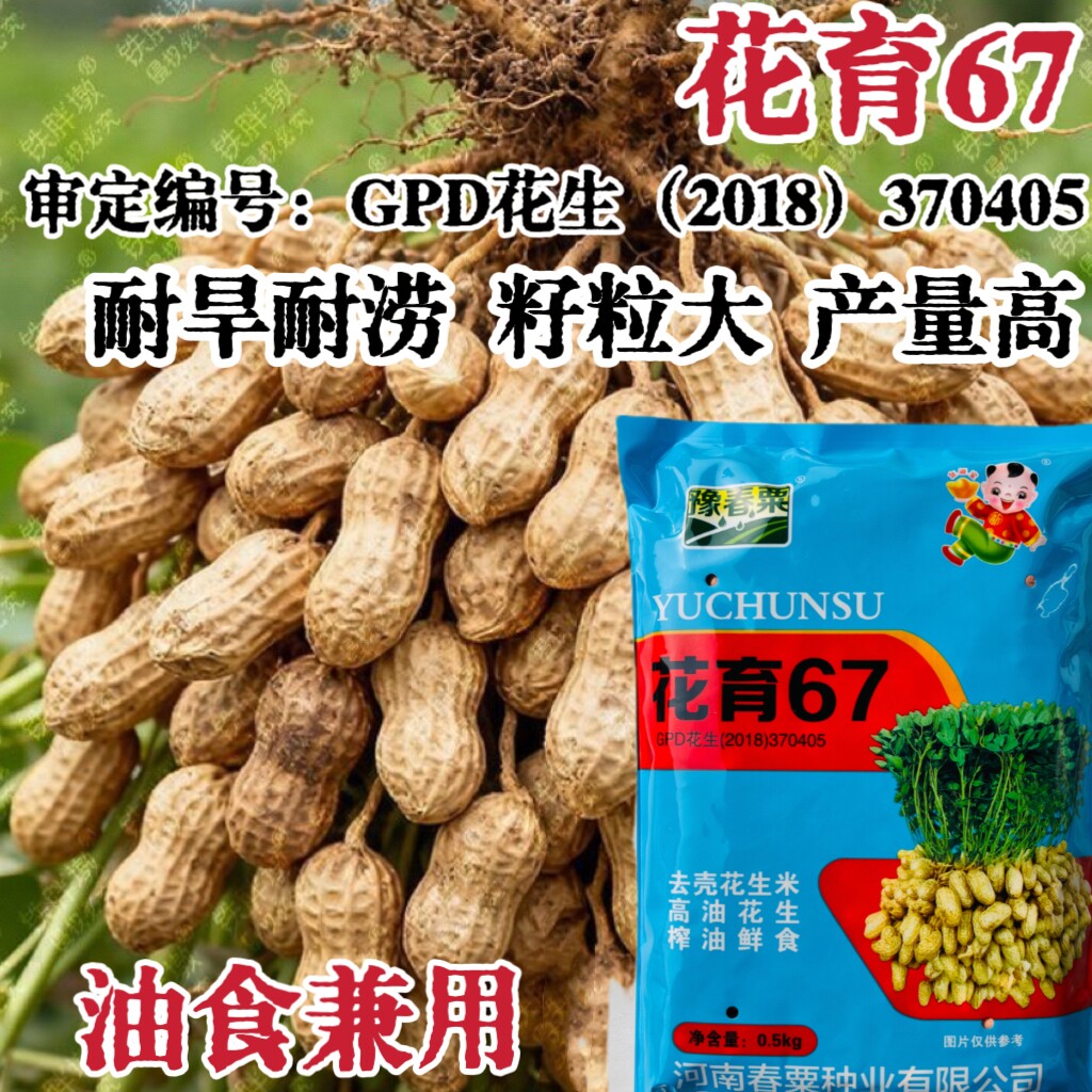 花育67花生种子高产高油籽粒大鲜食花生米种籽耐旱耐涝春夏季播种