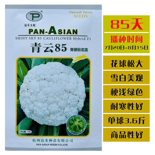 谊禾种苗青云85青梗松花菜种子抗病杂交耐寒白花菜种籽农家秋季播