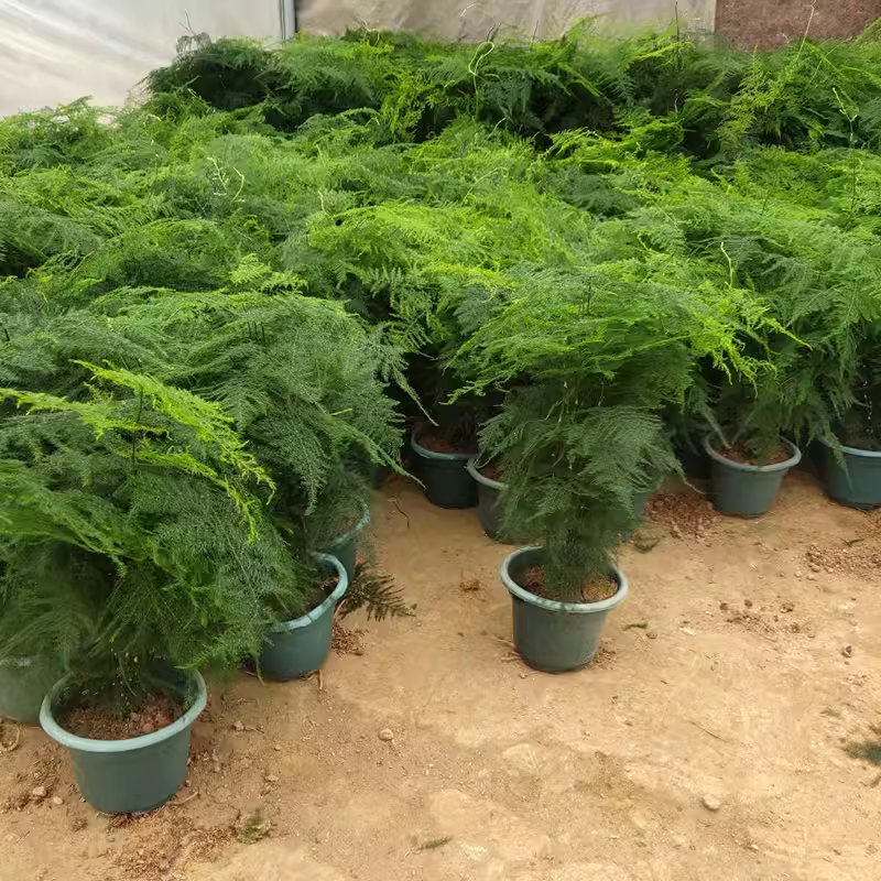 大文竹盆栽植物花卉四季常青净化空气耐阴寒好养桌面绿植室内盆景