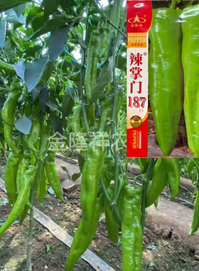 辣掌门187黄皮辣椒种籽抗病早熟高产牛角椒羊角种子春秋季播种孑