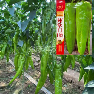 辣掌门187黄皮辣椒种籽抗病早熟高产牛角椒羊角种子春秋季播种孑