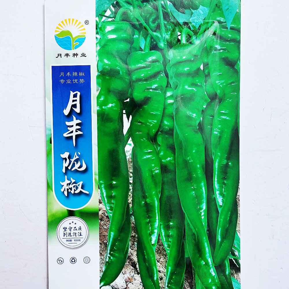 月丰陇椒种子早中熟一代杂交螺丝椒种籽大田基地春秋季播蔬菜种孑