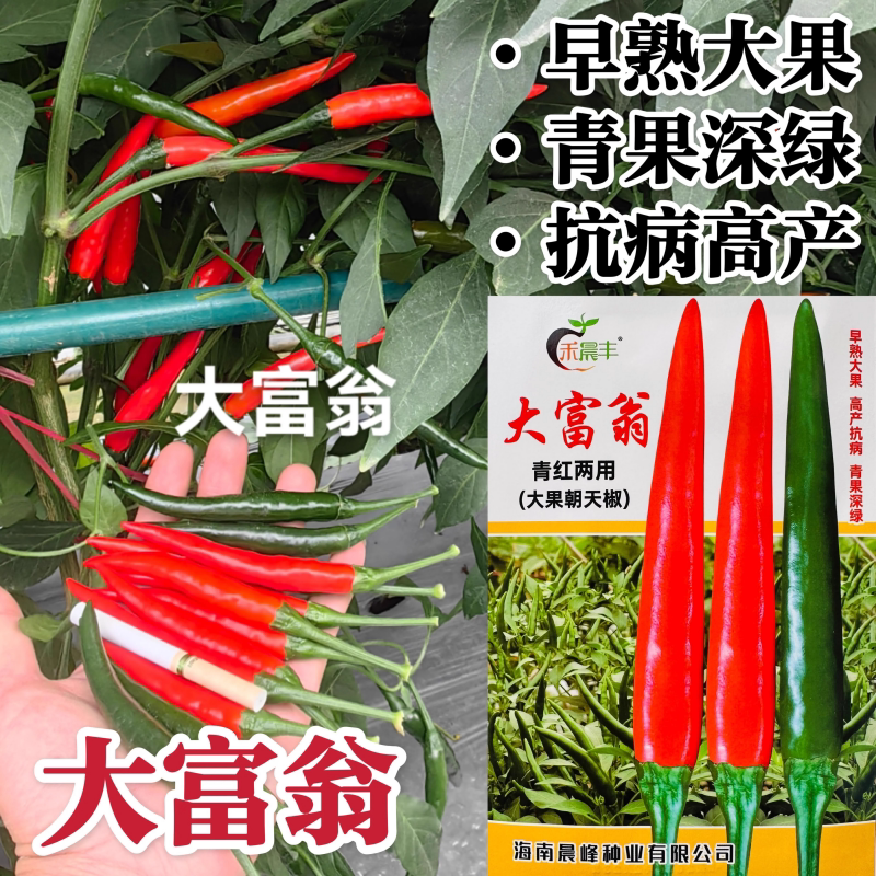 大富翁大果朝天椒种子中早熟高产单生指天椒种籽春秋季播蔬菜种孑