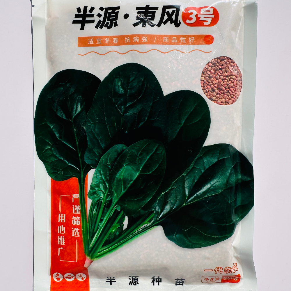 半源东风3号菠菜种子中熟抗病耐寒耐抽苔农家春秋冬季播菠菜种籽