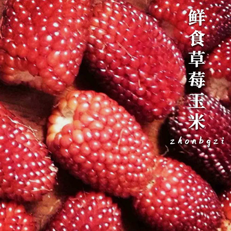 观赏水果草莓玉米种子可食用四季春季阳台甜糯菠萝蔬菜种孑菜种籽