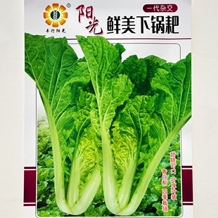 四季鲜美下锅耙小白菜种子杂交耐热耐寒速生快菜小白菜种籽蔬菜孑