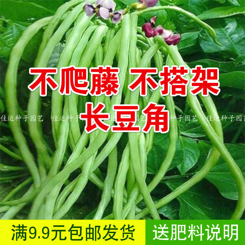 新货无支架豆种子 长豇豆长豆角阳台露地无需搭架蔬菜 美国无架豆