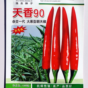 天香90朝天椒种子抗病高产杂交香辣大果型辣椒种籽春秋播蔬菜种孑