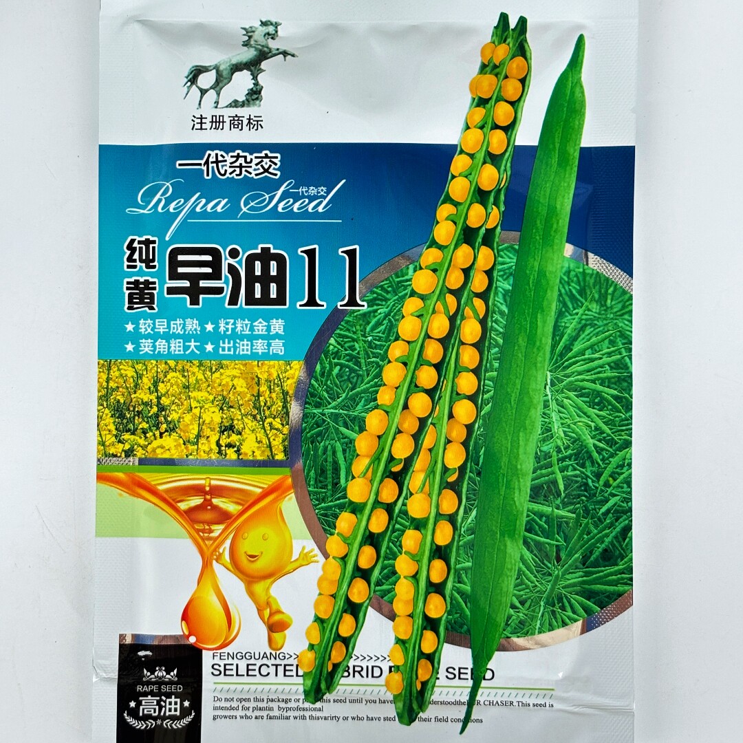 纯黄早油11油菜种子纯黄籽特早熟高产黄油菜籽杂交白菜型抗病抗倒