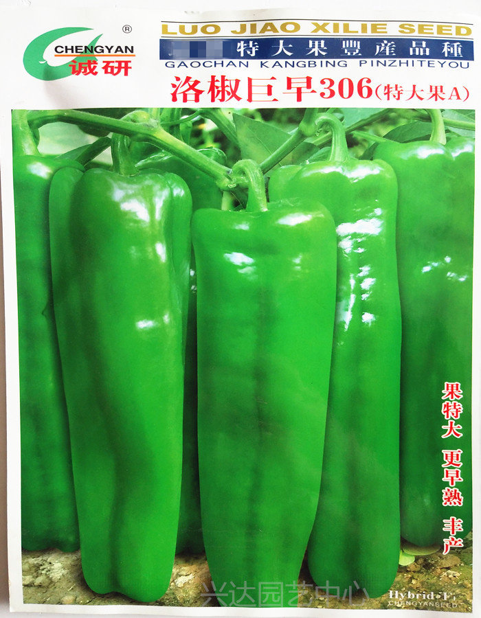 洛椒超越巨早306辣椒种子特大果蔬菜椒种籽高产早熟青椒种孑苗