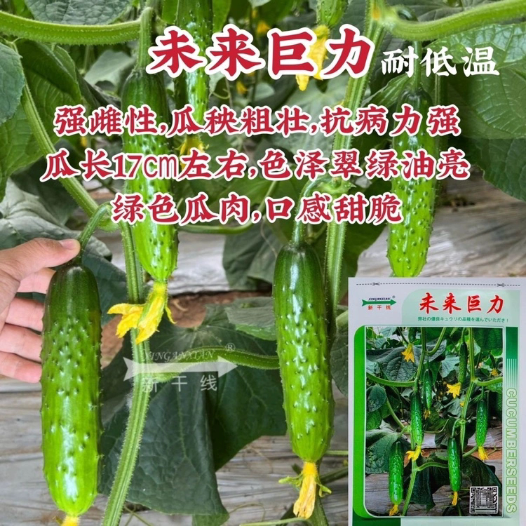 未来巨力黄瓜种子甜脆绿肉旱黄瓜耐低温强雌耐寒水果黄瓜种籽孑