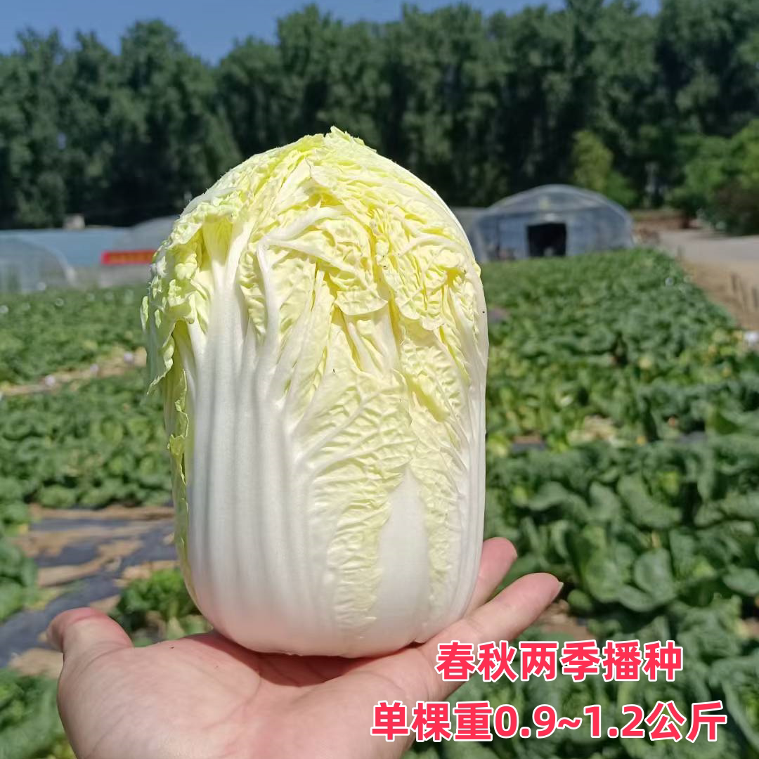 娃娃菜种子北京华耐种业早熟黄心优质原装白菜种籽孑农家春秋季播