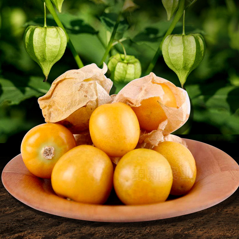 新品黄姑娘四季灯笼粒黄姑娘果种子籽酸甜可口蔬菜庭院大田包邮