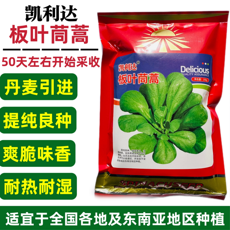 丹麦引进板叶茼蒿种子四季耐热耐寒蔬菜种孑大叶茼蒿种籽蓬蒿菜种