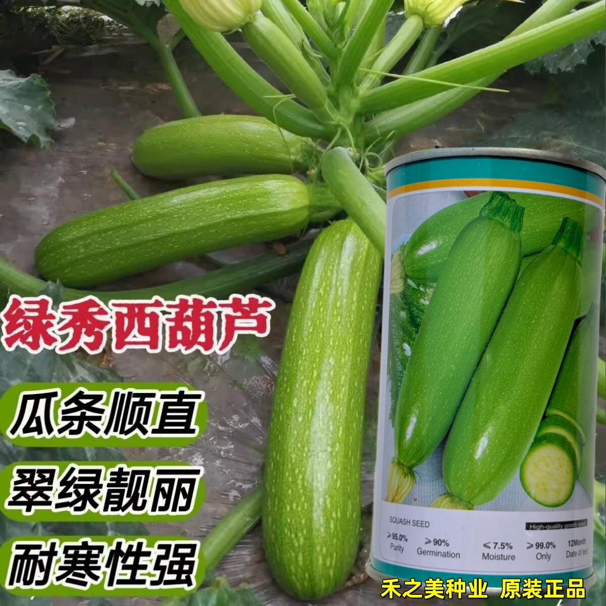 绿秀耐寒西葫芦种子翠绿色角瓜种籽抗病抗寒早春露地秋延基地种植