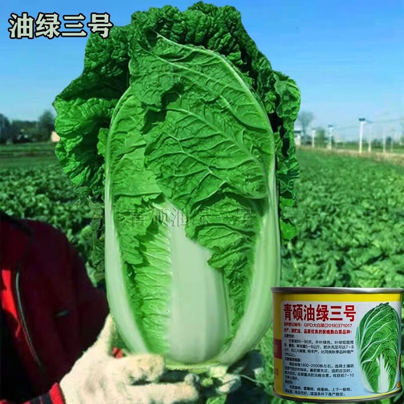 青硕油绿三号大白菜种子高产抗病农家菜园四季田园基地秋季播种子